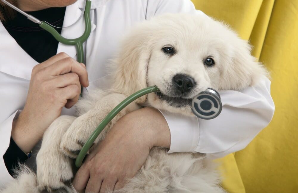 Pet Health Insurance Month - Torbay Road Animal Hospital